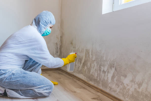 Licensed Basement Mold Remediation service in Glen Arbor, MI - WQB Mold Removal