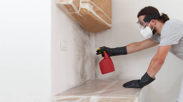 Professional Basement Mold Remediation technician working in Glen Arbor, MI